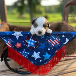 Red White and Cute - Blue merle female Miniature Australian Shepherd puppy in Doddridge, Arkansas from Huddleston Farm