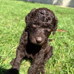 Black - Chocolate male Labradoodle puppy in Chula Vista, California from Coastal Cocoa Labradoodle