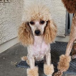 Vixie - Poodle