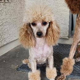 Vixie - Poodle