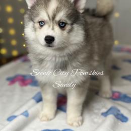 Sandy - Silver and white female Pomsky puppy in Rossville, Georgia from Scenic City Pomskies