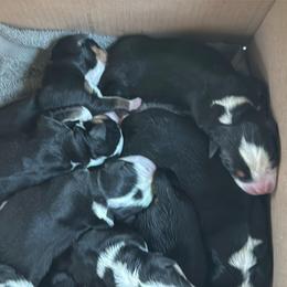 Boy 5 - Black, white and red male Greater Swiss Mountain Dog puppy in Knoxville, Maryland from Dahlgren Swissys