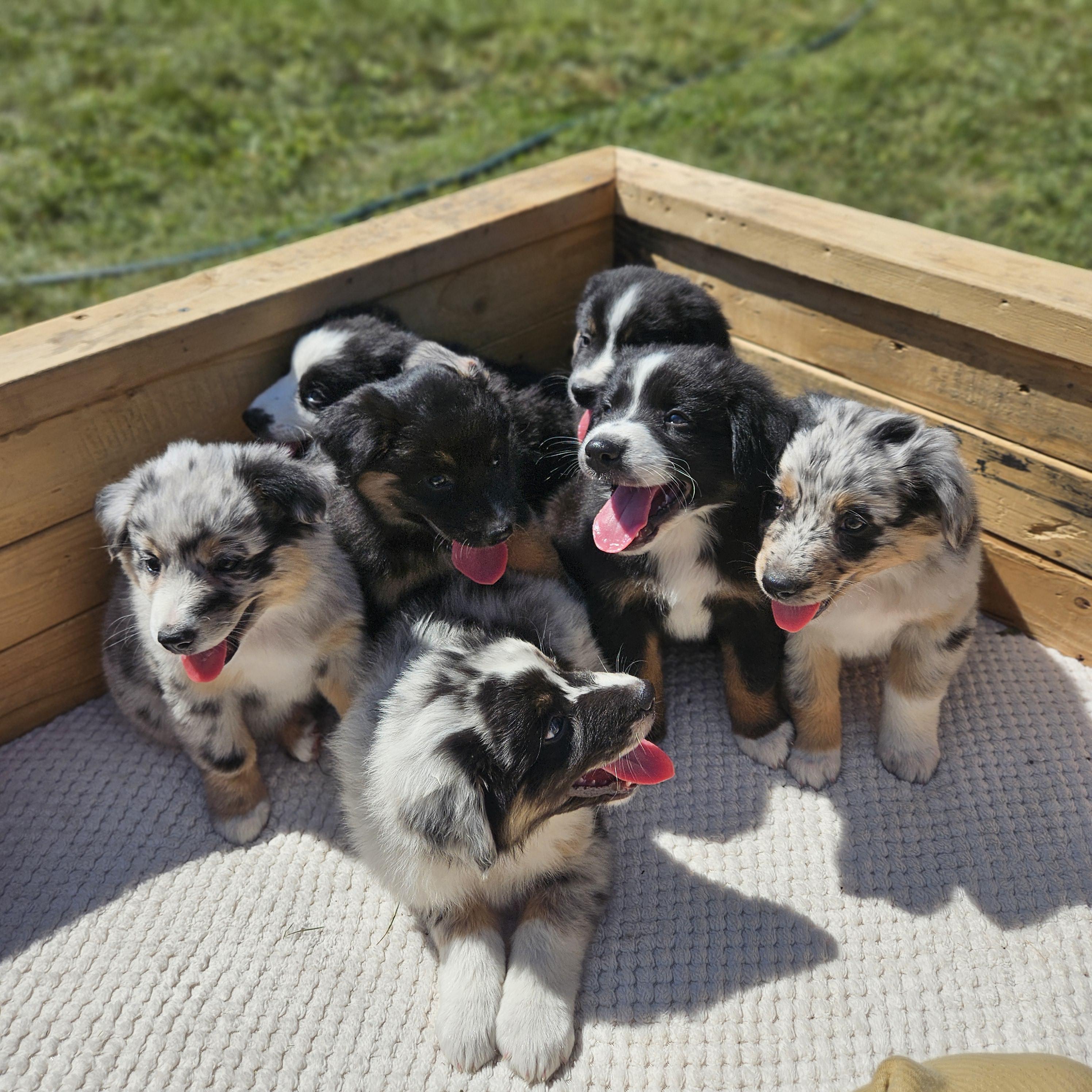 Shepperd Dogs Ranch 3am Riot Ranch in Utah | Australian Shepherd puppies | Good Dog