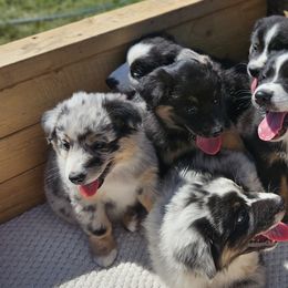 Australian Shepherds from 3am Riot Ranch