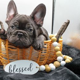 French Bulldog Puppies from Infinity Frenchies