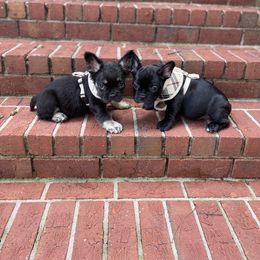 French Bulldog Puppies from Legacy Kennel Club