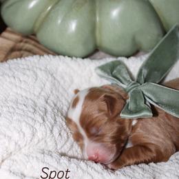 Spot - Red  male Goldendoodle puppy in Trenton, Tennessee from Pickard’s country Golden doodles