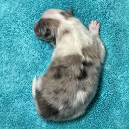 Macchiato - Sable merle and white male Shetland Sheepdog puppy in Ashland, Ohio from Myers Horse Farms, Inc