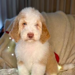 ZERO - red abstract boy - Red male Bernedoodle puppy in Lookout, California from Remington Kennels, LLC