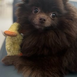 Pomeranians from Perkins Poms
