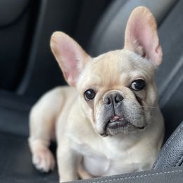 India - French Bulldog