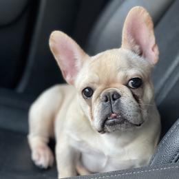 India - French Bulldog