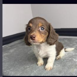 Elvira - Piebald female Dachshund puppy in Gilbertsville, Kentucky from DeLaunes Dachshunds