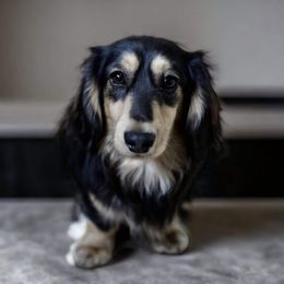 Birch - Dachshund