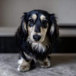 Birch - Dachshund