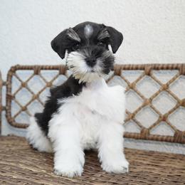 Axel - Parti male Miniature Schnauzer puppy in Montebello, California from Rod Schnauzers