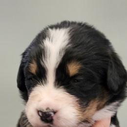 Boy 2 - male Bernese Mountain Dog puppy in Brattleboro, Vermont from Jill Stahl Tyler