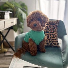 "Dad " Goldendoodle Puppies from Proctor’s Petite Goldendoodles