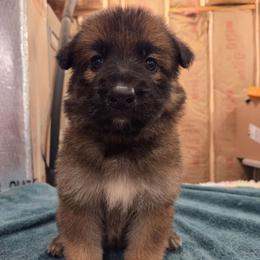 Orange Collar Girl - Sable female German Shepherd puppy in Dallas, Pennsylvania from Mountainside German Shepherds