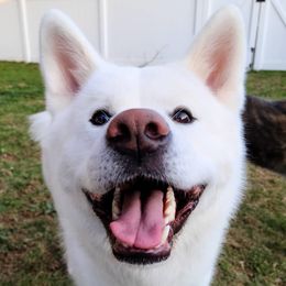 Jiro - Akita