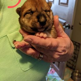 Shiba Inu Puppies from Puppydom Kennels & Training
