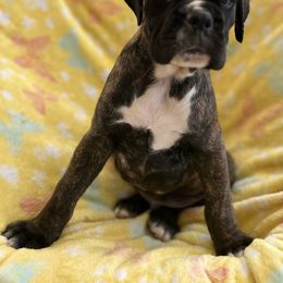Boxer Puppies from Von Royal Dell’Infinite