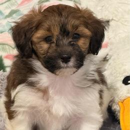 Dylan - Chocolate and white male Havapoo puppy in Roseburg, Oregon from Sharon’s Sheepadoodle’s