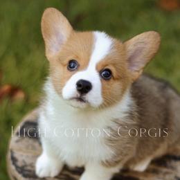 Theodore (Teddy) - Red male Pembroke Welsh Corgi puppy in Benton, Arkansas from High Cotton Corgis