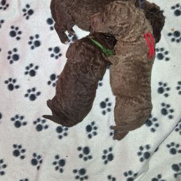 Green - Brown male Chesapeake Bay Retriever puppy in Michigan from Blackwood Chesapeakes