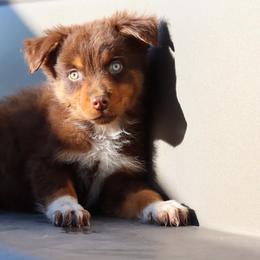 Solstice - Red tri-color male Australian Shepherd puppy in Tucson, Arizona from Soqui Ortiz Cattle Ranch