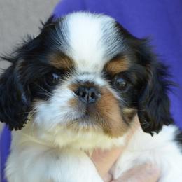 English Toy Spaniel and French Bulldog Puppies from Renaissance French Bulldogs and English Toy Spaniels