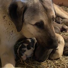 Anatolian Shepherd Dogs from Raka Farms
