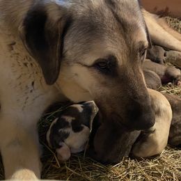 Anatolian Shepherd Dogs from Raka Farms
