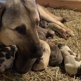 Anatolian Shepherd Dogs from Raka Farms
