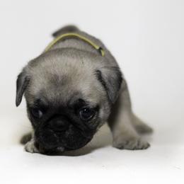 Mallard (yellow) - Fawn male Pug puppy in Hereford, Arizona from Broken Road Ranch Pugs