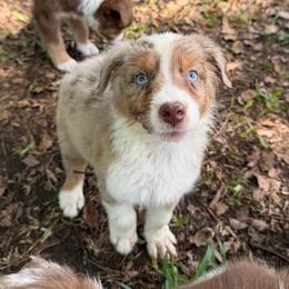 Boy 1 - Red merle male Australian Shepherd puppy in Lakeland, Florida from Infinite Aussies