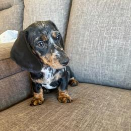 Maverick - Dapple male Dachshund puppy in Tonopah, Arizona from Brandie's Dachshunds