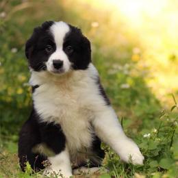 Reese - Blue tri male Toy Australian Shepherd puppy in Bauxite, Arkansas from J and B Mini Aussies