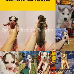 Siberian Husky Puppies from Lunter's Heaven Huskies