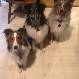 Shetland Sheepdog All Grown Up from Dreamer’s Shelties