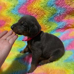 Girl 2 - Blue and rust female Doberman Pinscher puppy in New River, Arizona from Desert Mountain Dobermans