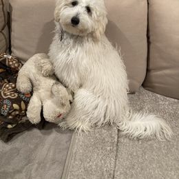 Goldendoodle Puppies from New York Doodleicious GoldenDoodles