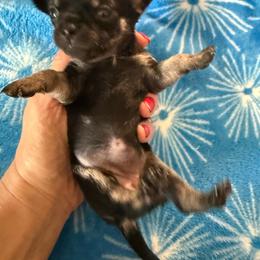 AKC girl 2 - Black and tan female Chihuahua puppy in Anoka, Minnesota from Anoka County MN AKC Chihuahuas