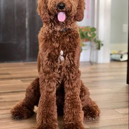 Goldendoodle Puppies from Labradoodleday