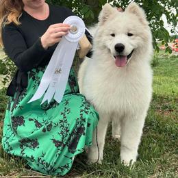 Sam - Samoyed
