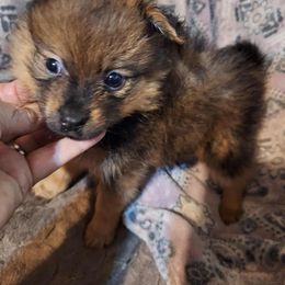Medium Sable Boy - Beaver sable male Pomeranian puppy in Newport News, Virginia from Itty bitty friends