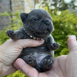Elizabeth - White and brindle female French Bulldog puppy in Willis, Texas from Grandiose Frenchies