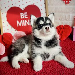 Ritz - Black and white Pomsky puppy in Greenville, South Carolina from Thicketty Mountain Pomskies