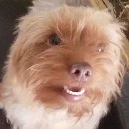 Mable - Yorkshire Terrier