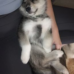 Siberian Husky Puppies from SoFlo Siberians